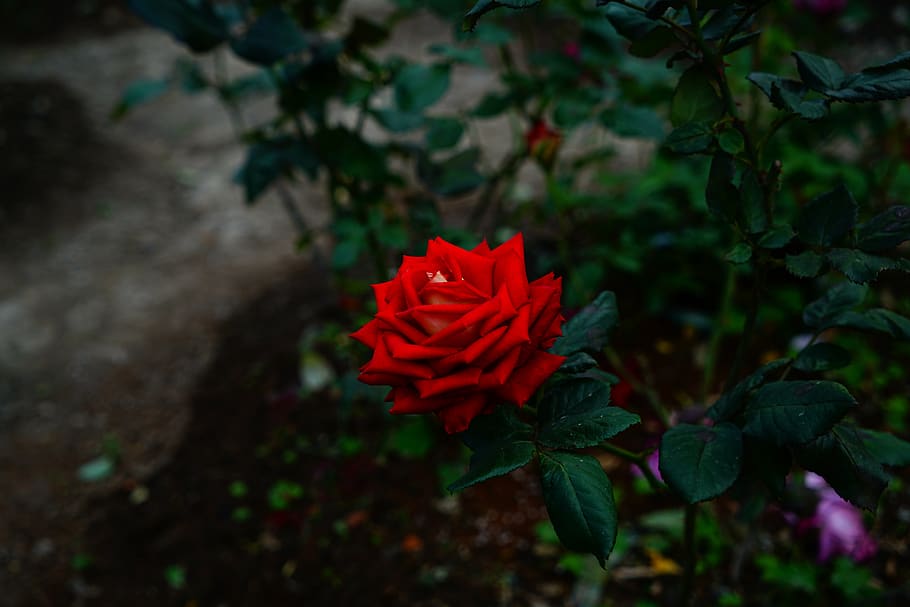 geometry, rose, bloom, flower, nature, red, yellow, plant, flowering plant HD wallpaper