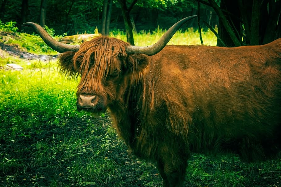 beef, aurochs, ox, usus, cattle, animal, horns, creature, brown, HD wallpaper