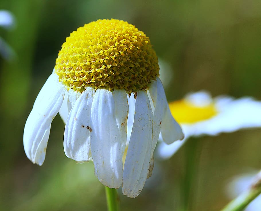 chamomile, flowers, meadow, botany, medicinal plant, wild herb HD wallpaper