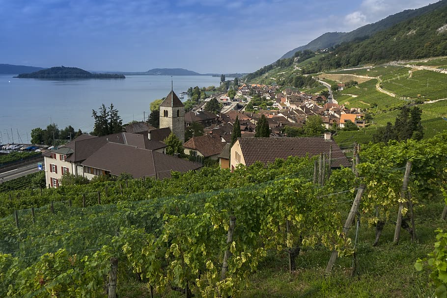 vineyard, viticulture, vines, winegrowing, lake biel, architecture HD wallpaper