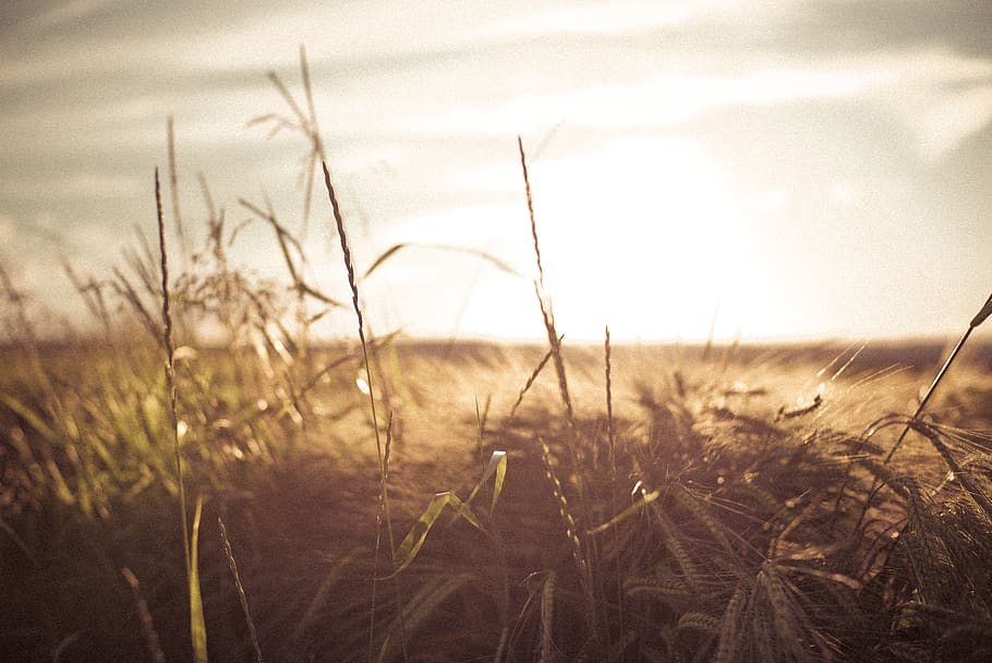 grain, crop, cereal, field, harvest, summer, light, countryside HD wallpaper
