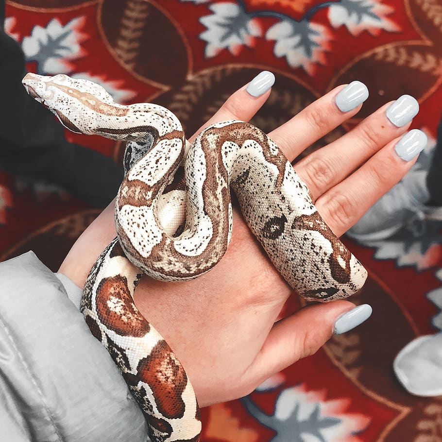 brown and white snake, human hand, one person, real people, human body part HD wallpaper