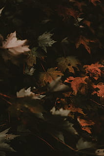 oak leaf lot, plant, maple, tree, maple leaf, autumn, fall, leaves HD wallpaper