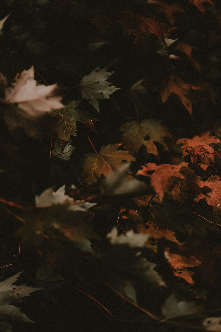 oak leaf lot, plant, maple, tree, maple leaf, autumn, fall, leaves HD wallpaper