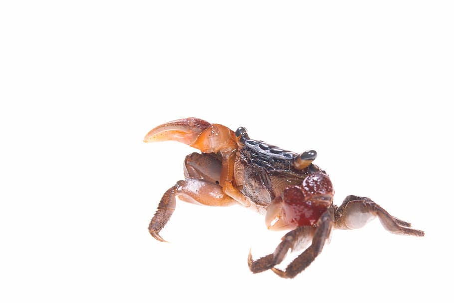 animal, claw, crab, crustacean, food, isolated, leg, seafood HD wallpaper