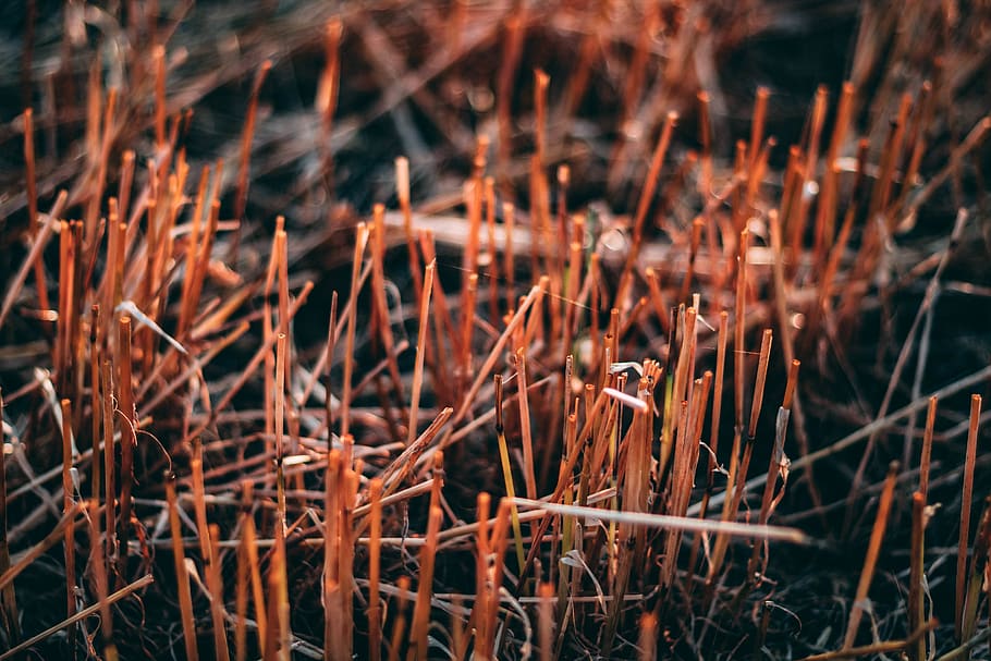 straw, cut straw, field, farming, plant, selective focus, nature HD wallpaper