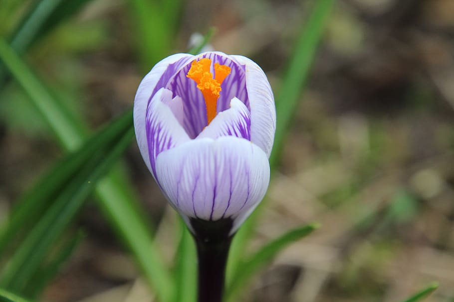 crocus, spring, flower, purple, lilac, close up, awakening HD wallpaper