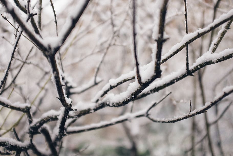 trees, snow, winter, branch, cold temperature, plant, bare tree HD wallpaper