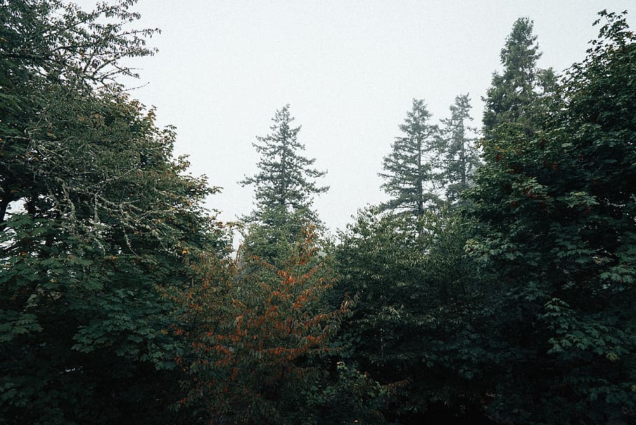 united states, oregon, tree, plant, forest, growth, beauty in nature HD wallpaper