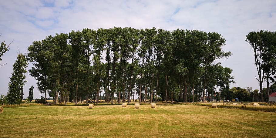 forest, field, landscape, sky, trees, grass, green, mood, plant HD wallpaper