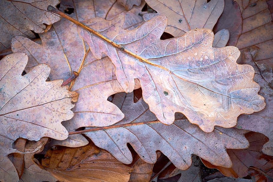 brown leaves, leaf, plant part, autumn, change, nature, no people HD wallpaper