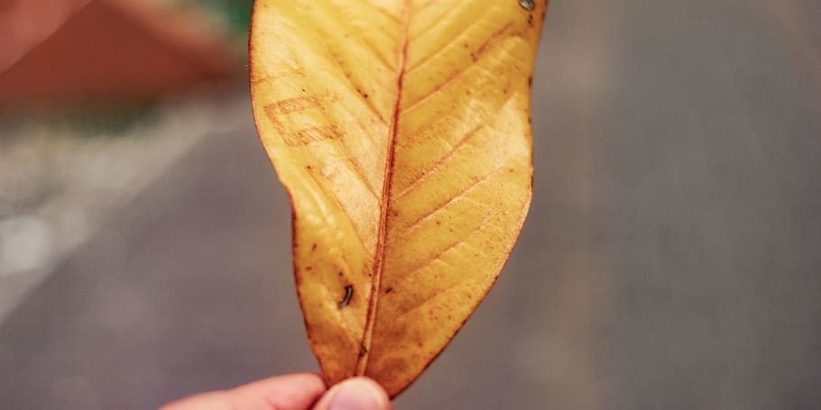 leaf, yellow, fall, moody photo, wallpaper, human hand, autumn HD wallpaper