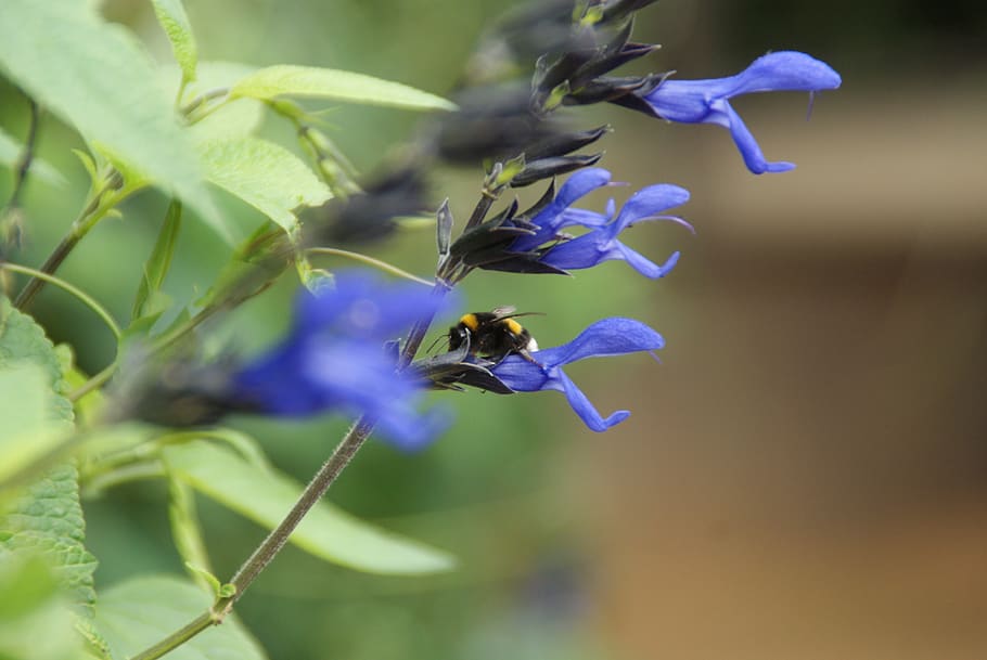 france, chaumont-sur-loire, abeille sauvage, flowering plant
