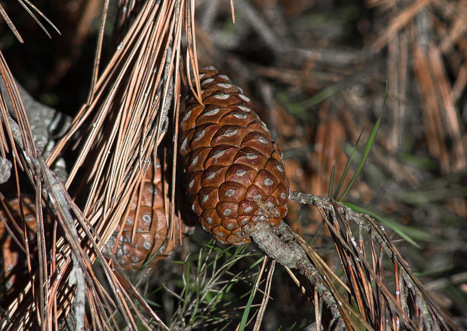 pinecone, coniferous, needle, plant, close-up, day, focus on foreground HD wallpaper