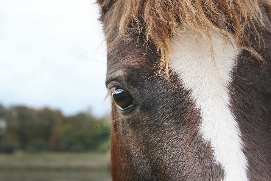 horse, horse head, eye, snout, animal portrait, mane, brown, HD wallpaper