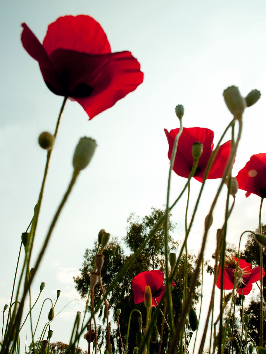flower, plant, flowering plant, petal, fragility, vulnerability HD wallpaper