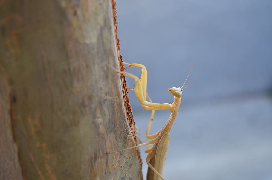 praying mantis, tree, nature, animals in the wild, animal themes