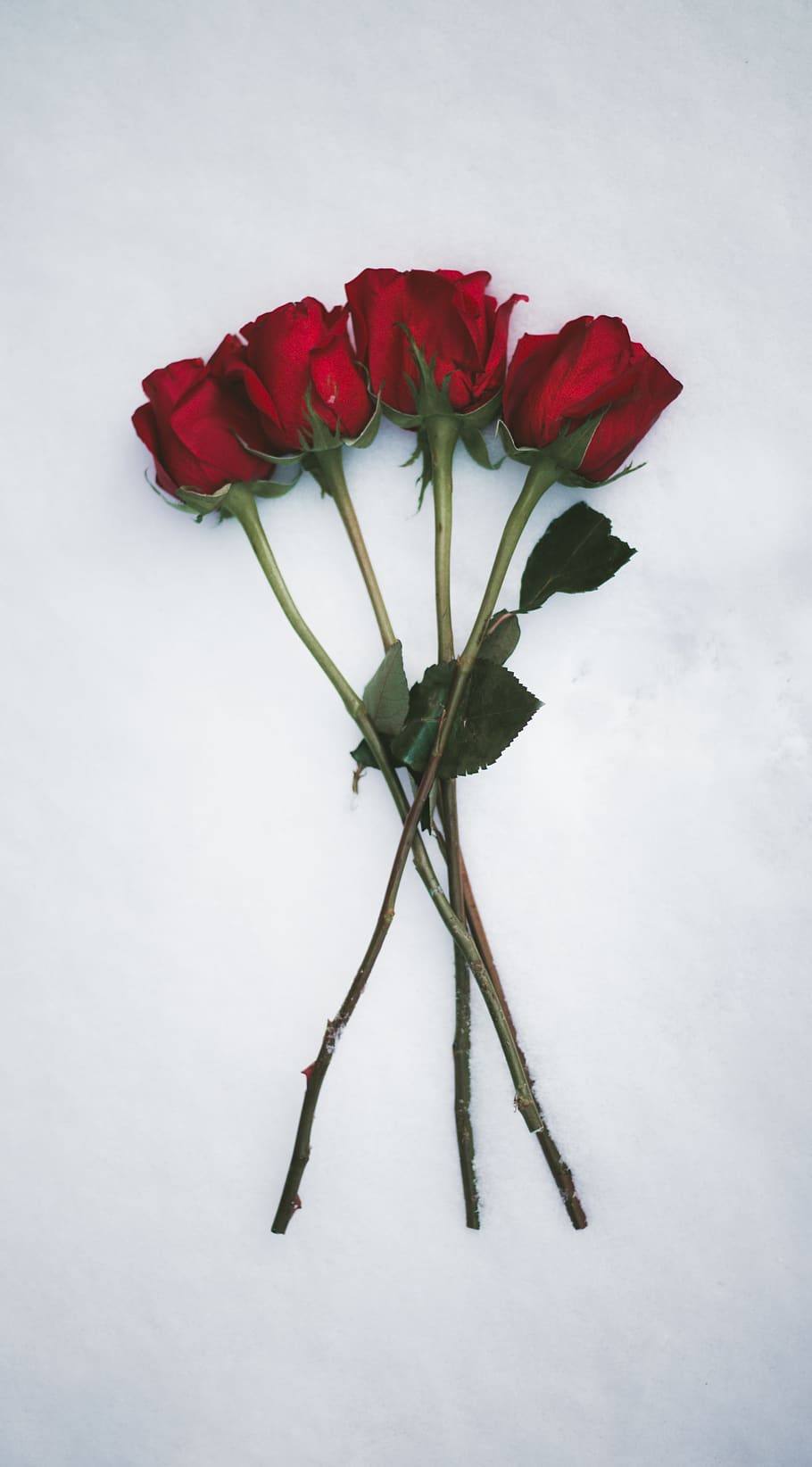 red rose flowers on white surface, flowering plant, beauty in nature HD wallpaper