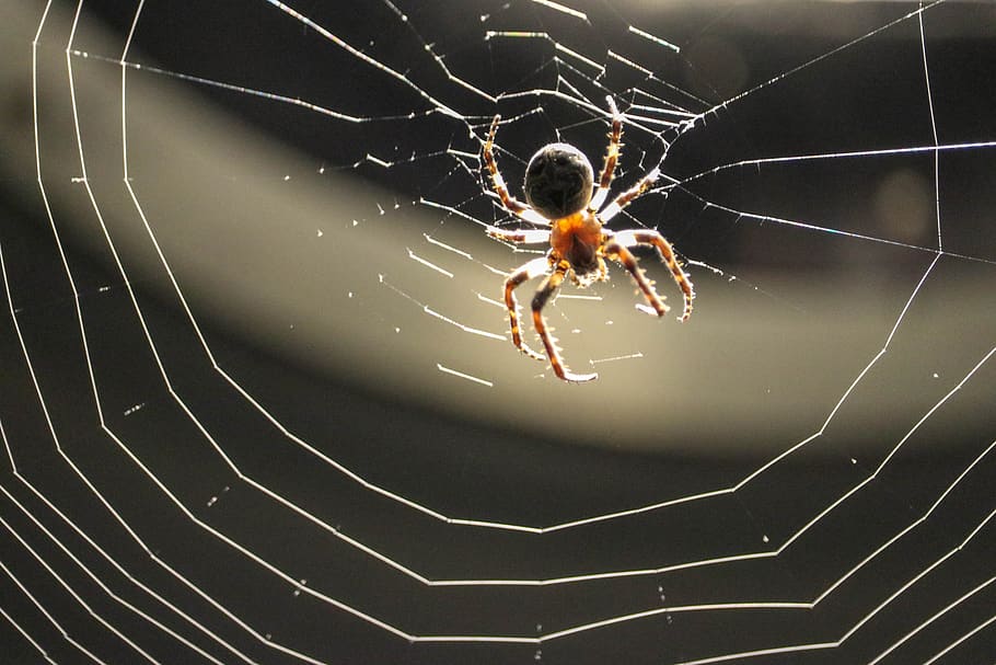 spider, web, nature, autumn, dewdrop, halloween, invertebrate HD wallpaper