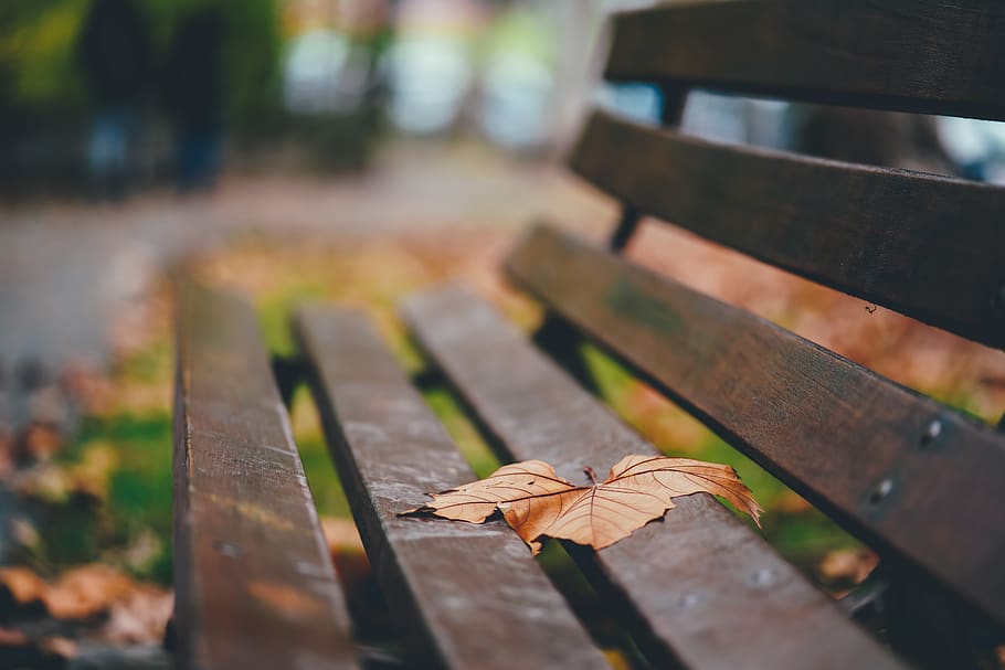 maple leaf on wooden bencj, autumn, plant part, wood - material HD wallpaper