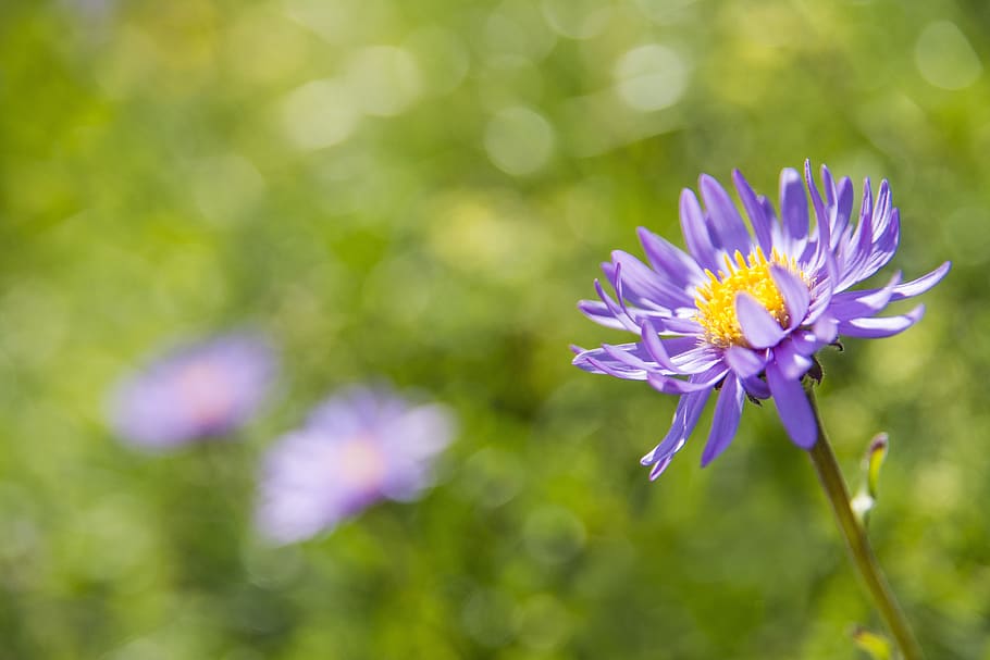 alpine aster, blossom, bloom, violet, alpine flower, purple HD wallpaper