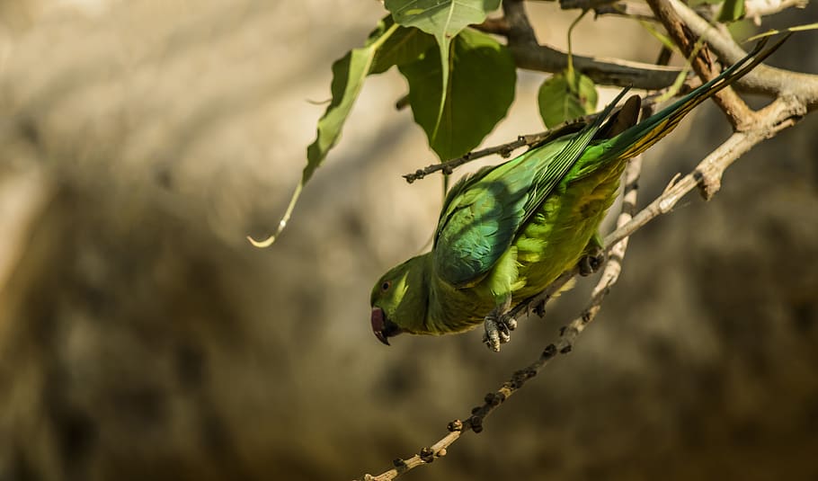 green bird on brown stem, animal, parakeet, parrot, macaw, finch HD wallpaper