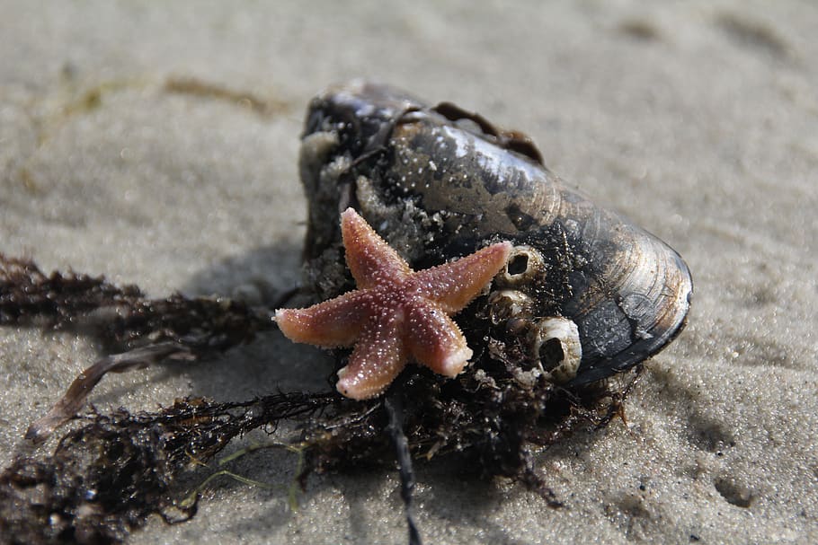 starfish, shell, tang, vacations, beach, sand, summer, maritime HD wallpaper