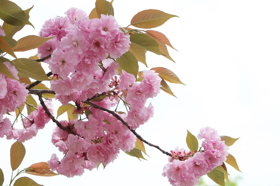 spring, spring flowers, nature, plants, season, garden, flowering HD wallpaper