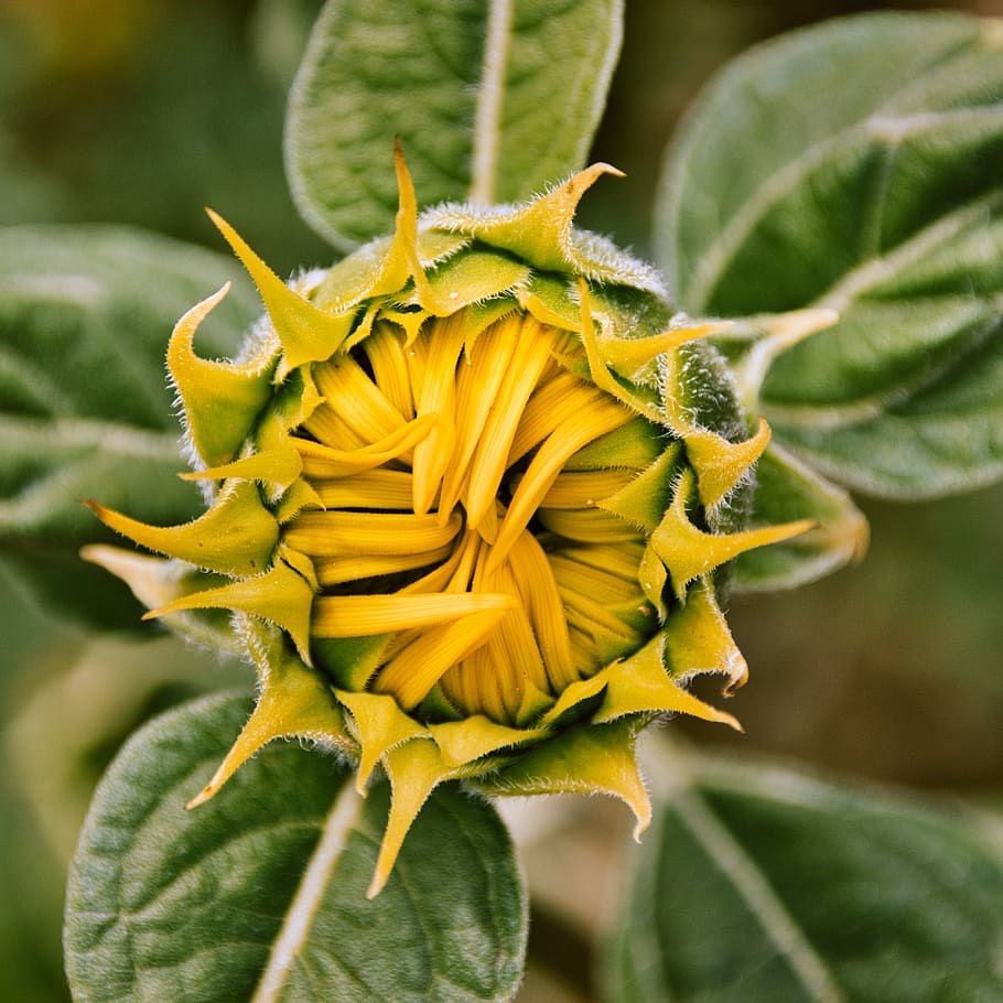 sunflower, bud, blossom, bloom, bright, flowering plant, yellow HD wallpaper