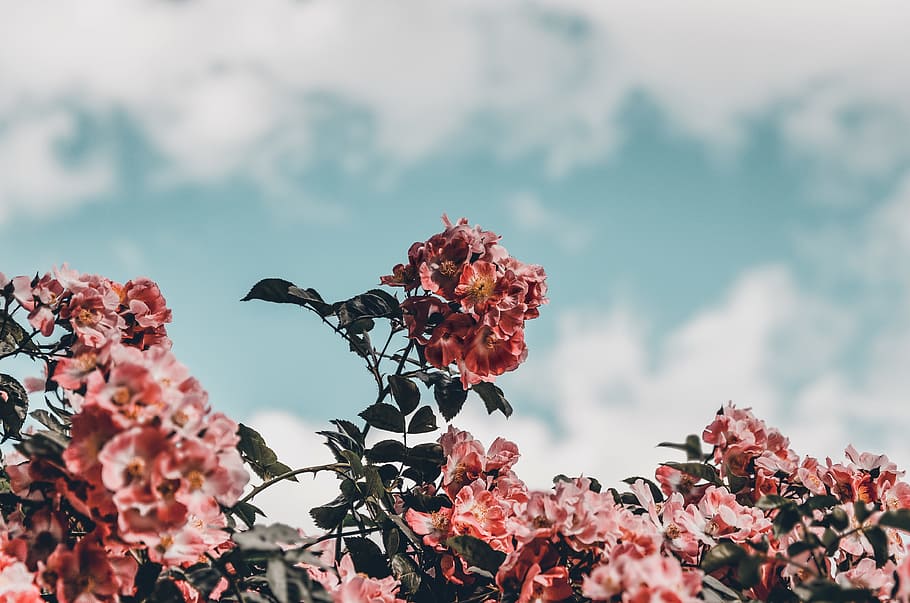 pink petaled flower, sky, cloud, bloom, botanical, foliage, bush HD wallpaper