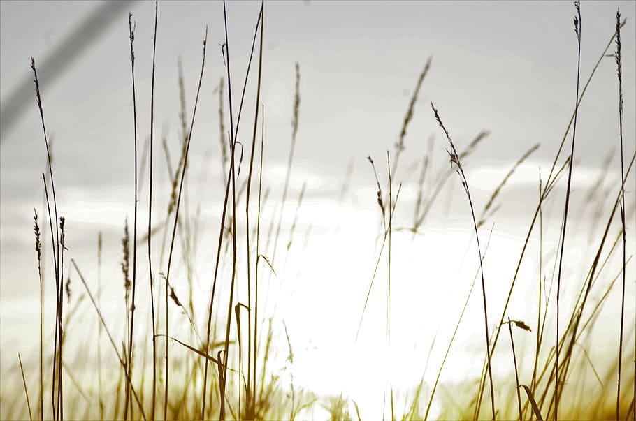 light, bright, field, grass, plant, growth, beauty in nature HD wallpaper