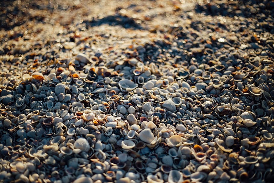 sea shells, beach, sand, rocks, pebble, sunshine, summer, shore HD wallpaper