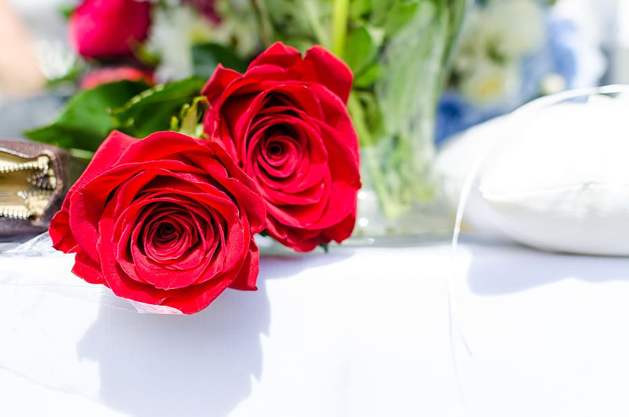 rose, petals, red, bloom, garden, field, flowers, leaves, rose - flower HD wallpaper
