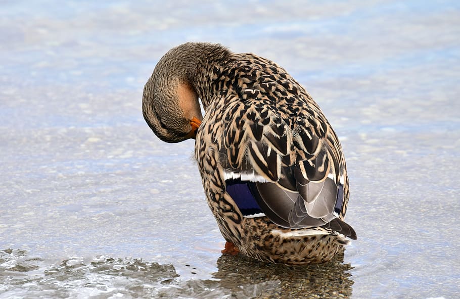 duck, mallard, female, water bird, winter, lake, wet, cleaning, HD wallpaper