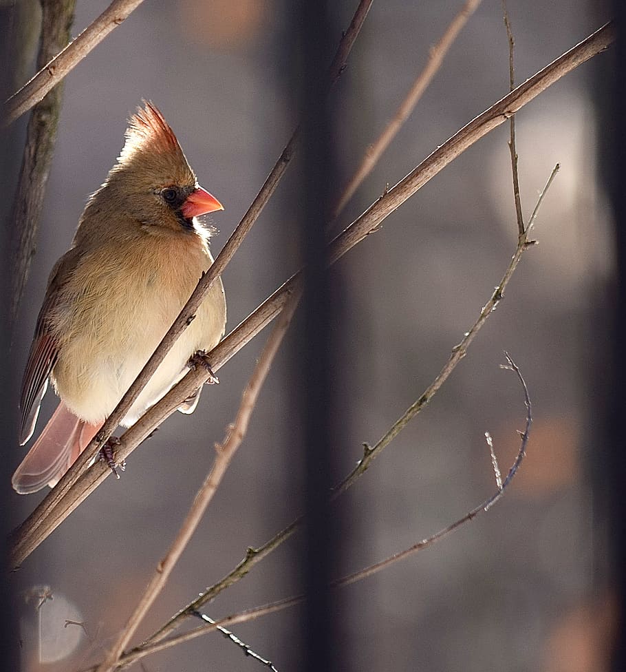 bird, cardinal, nature, tree, vertebrate, animal themes, one animal HD wallpaper