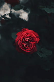 red rose, flower, blossom, plant, leaf, animal, cat, pet, mammal HD wallpaper