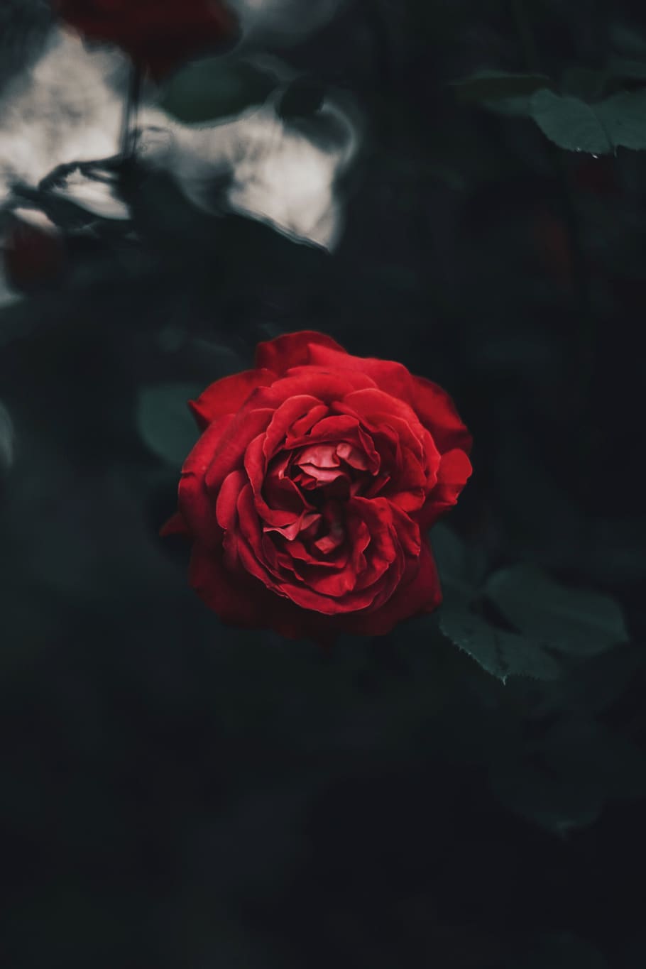 red rose, flower, blossom, plant, leaf, animal, cat, pet, mammal HD wallpaper