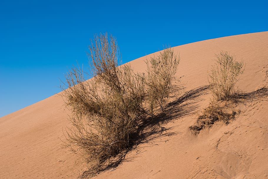 sky, desert, contrast, bush, morning, land, sand, sand dune HD wallpaper