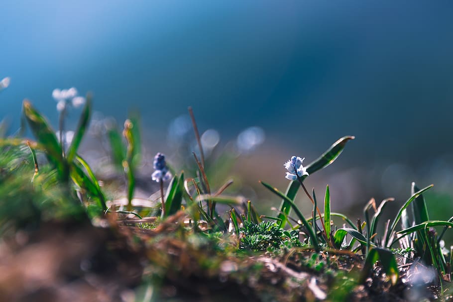green grass, plant, moss, nature, landscape, outdoors, vegetation HD wallpaper
