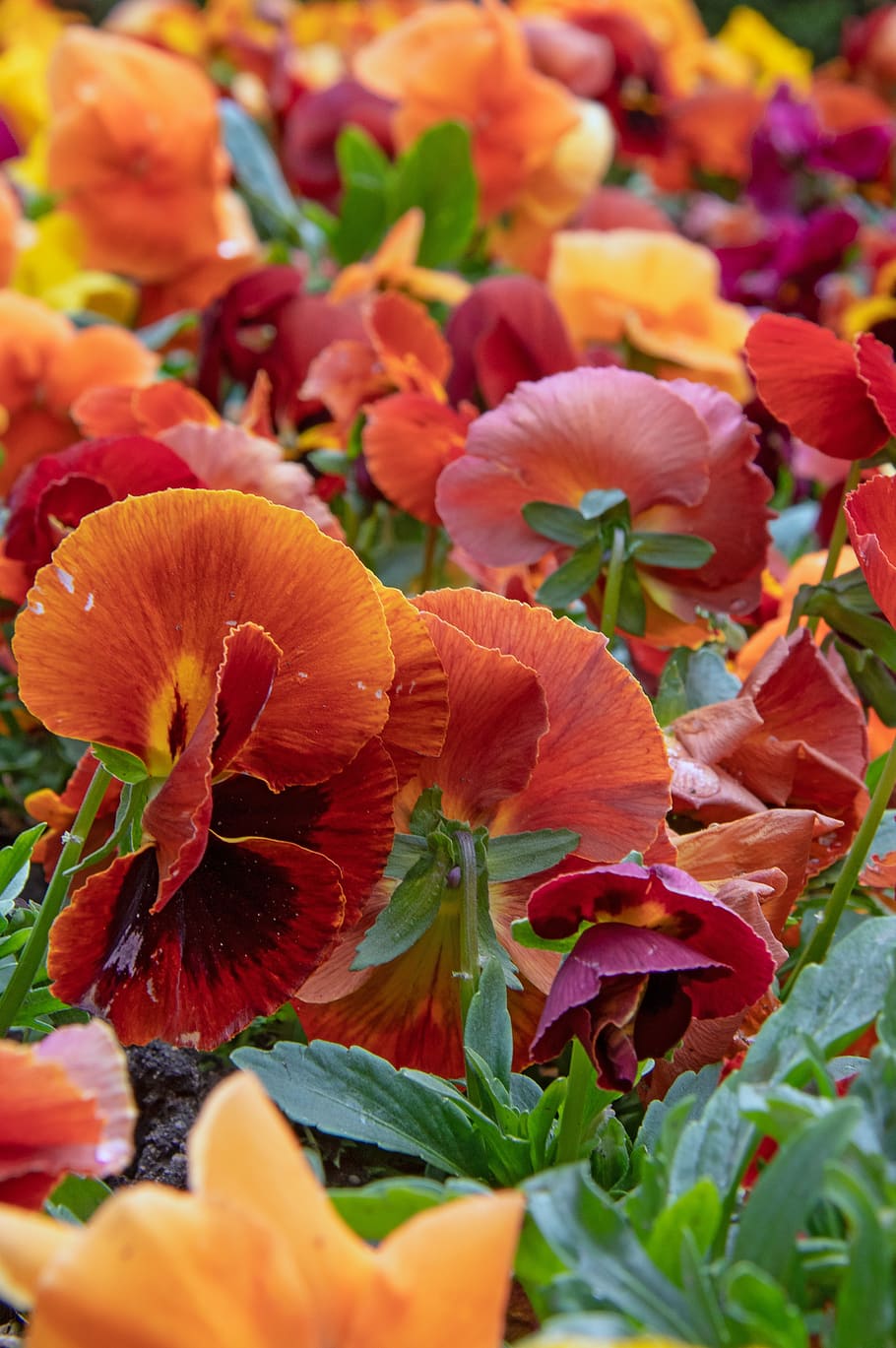 color, fresh, spring, flowers, nature, healthy, green, petal HD wallpaper