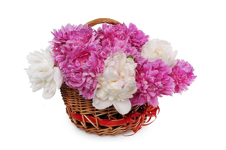 flower, desktop, disjunct, color, nature, bouquet, isolate HD wallpaper