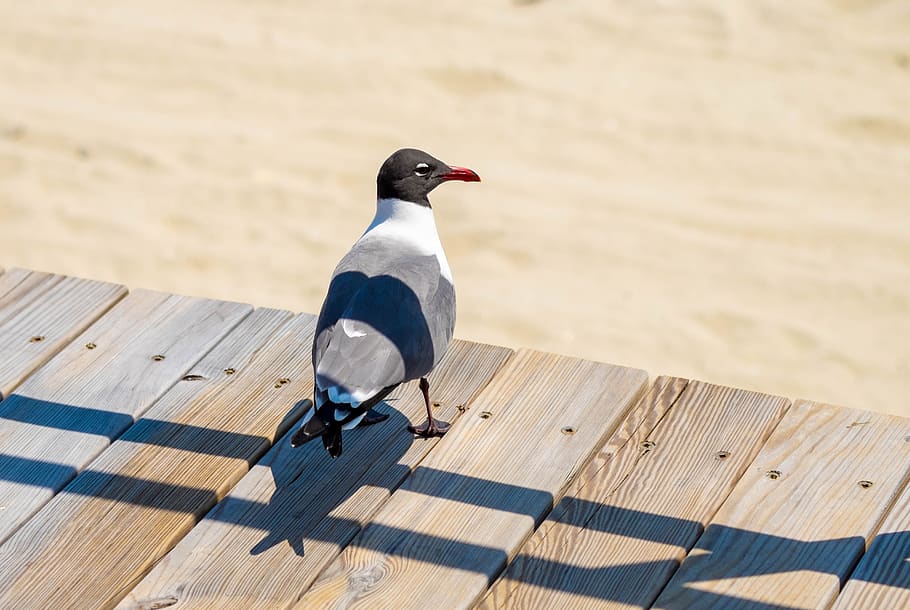 seagull, beach, boardwalk, bird, animal, sand, animals in the wild HD wallpaper