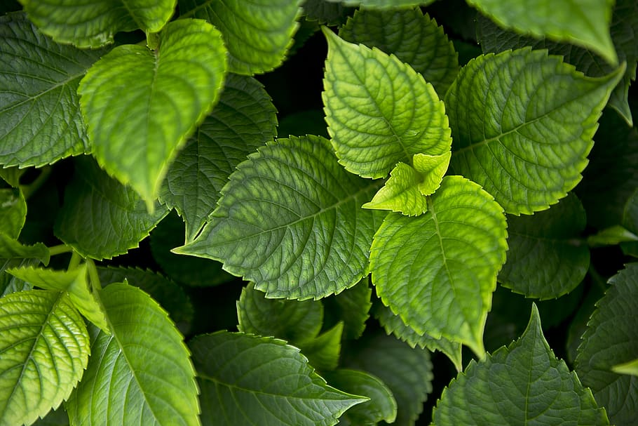 leaf, plant part, green color, growth, full frame, close-up HD wallpaper