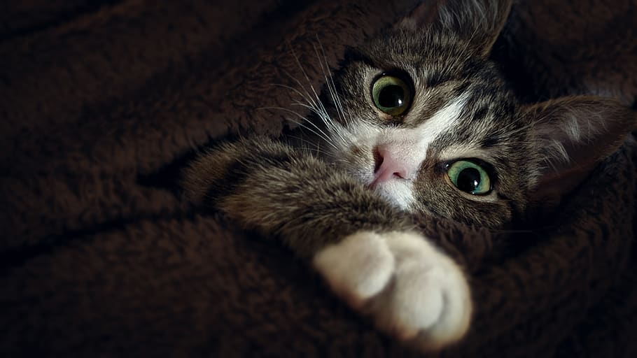 cat, kitten, pets, animals, fur, eyes, cute, domestic, mammal HD wallpaper