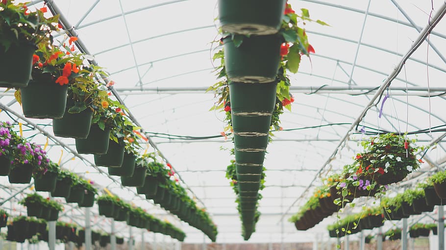 black seedling pots during daytime, plant, low angle view, no people HD wallpaper