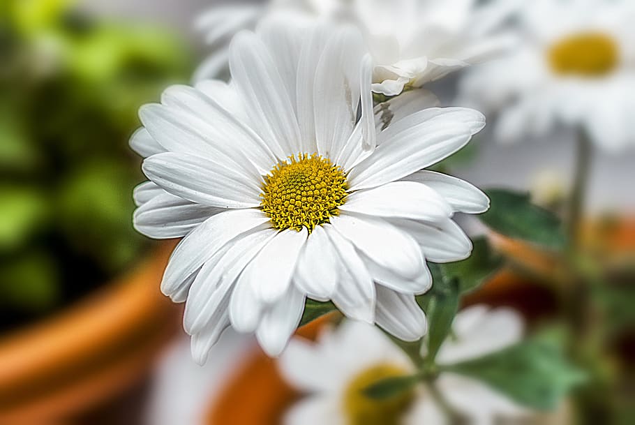 flower, flower gérbel, white, beautiful, plant, nature, summer, HD wallpaper