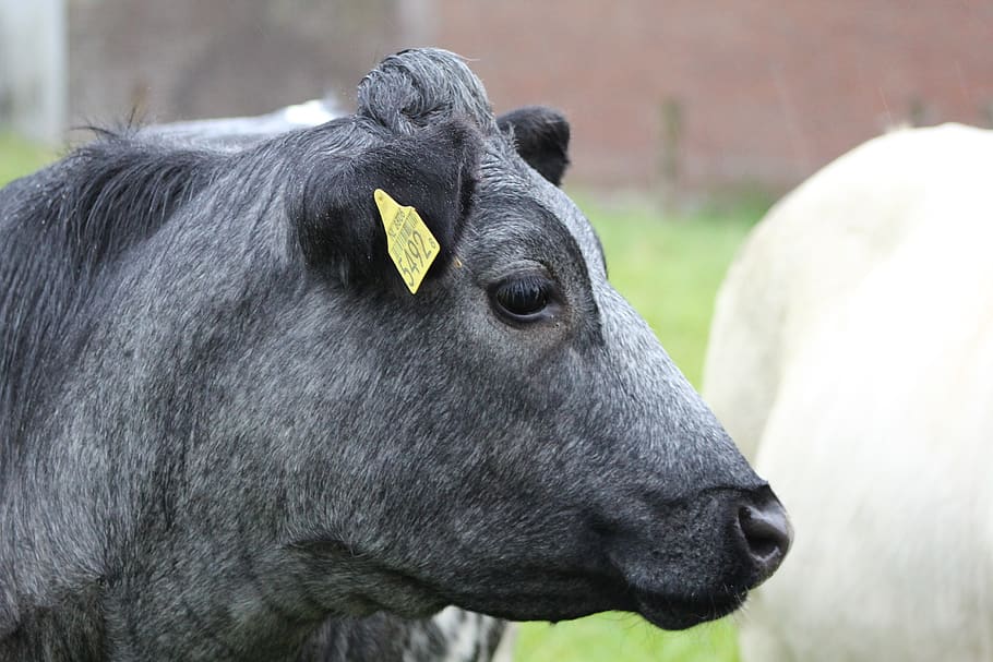 cow, cattle, farm, beef, grass, meadow, herkauwer, head, nose HD wallpaper