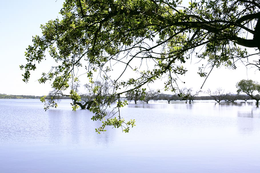tree, lake, water, plant, beauty in nature, scenics - nature HD wallpaper