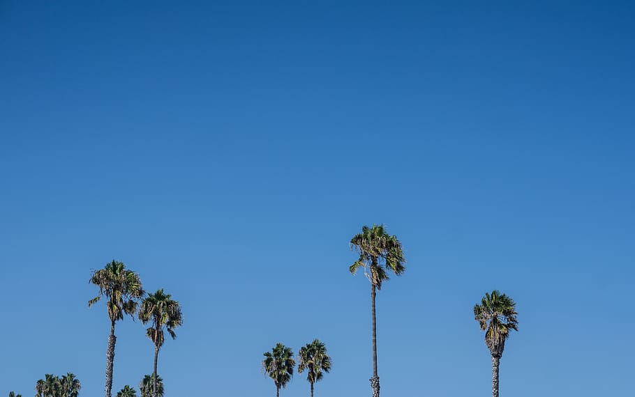tree, plant, nature, blue, sky, clear sky, palm tree, copy space HD wallpaper