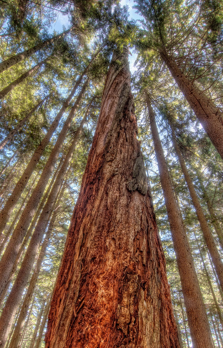 green-leafed trees, tree trunk, plant, low angle view, forest HD wallpaper